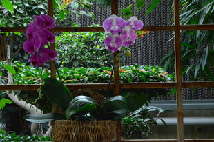 蝴蝶兰 