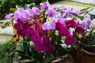 蝴蝶兰  