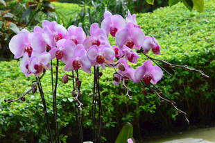 蝴蝶兰  
