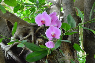 蝴蝶兰  