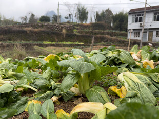 田间堆积的大片蔬菜残叶