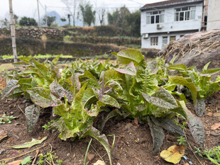 菜园中的鲜嫩蔬菜