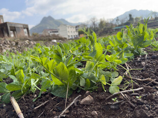 田间嫩绿蔬菜生机勃勃