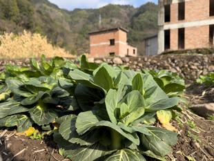 田园中的茁壮蔬菜植株