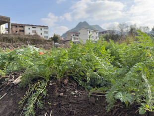 田园菜地绿植与远处山峦