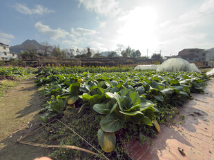 田园蔬菜种植场景