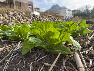 田地里鲜嫩的绿色蔬菜