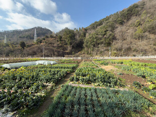 田园风光中的整齐蔬菜田