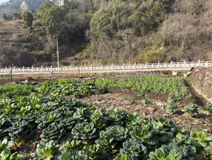 山间菜园