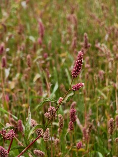 田野中的繁茂红穗植物