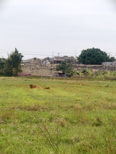 广袤绿野中的远处建筑