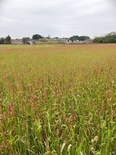 广袤田野上的繁茂绿植