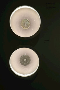 两个白色圆形物件特写