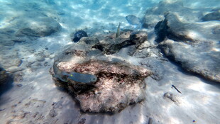 海底的礁石和鱼群