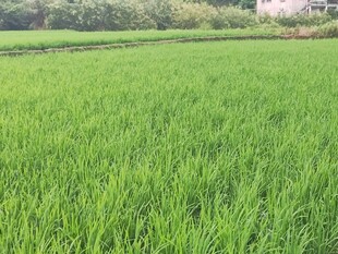 翠绿稻田 展现田园风光