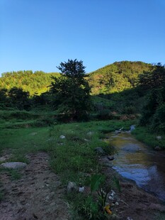 山间小溪旁的静谧景致