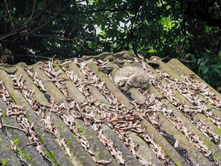 屋顶上的落叶与青苔