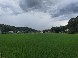 广袤绿野间的乡村景致