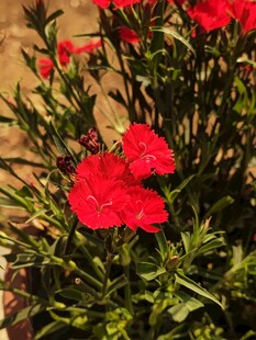 娇艳红花朵 绿叶相映衬