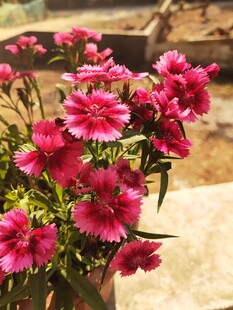 娇艳石竹花绽放户外