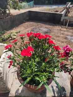 盆栽天竺葵绽放艳丽花朵