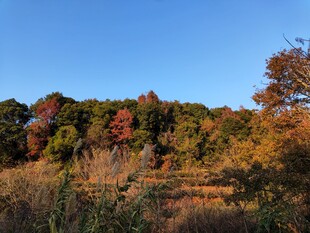 秋日多彩山林美景