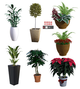 朵卉绿植盆栽
