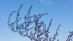 蓝天映衬下的纤细植物枝丫