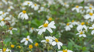 鬼针草 野菊花绽放的美丽景致