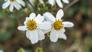 鬼针草 白色雏菊绽放