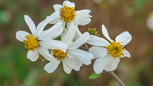 鬼针草 白色小花绽放于自然间