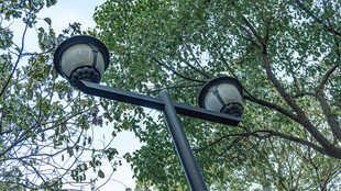 户外双灯与繁茂绿树景观