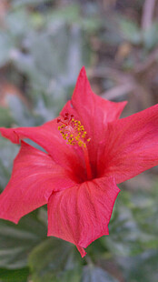 娇艳红色扶桑花绽放