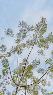 蓝天映衬下的繁茂枝叶