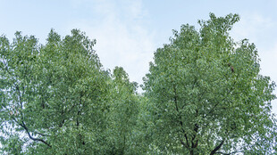 绿树蓝天 清新自然景象