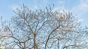 蓝天中光秃树枝的景象