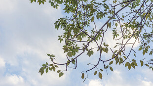 枝头嫩叶映蓝天