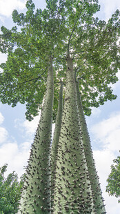 高大壮观的奇特树木