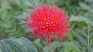 艳丽朱缨花绽放