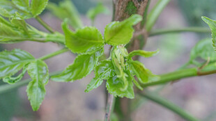 嫩绿植物新叶特写