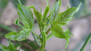 嫩绿新叶生机盎然