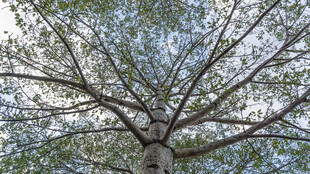 仰视繁茂大树树冠