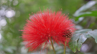 朱缨花 艳丽红绒花