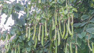 挂满枝头的鲜嫩长豆角