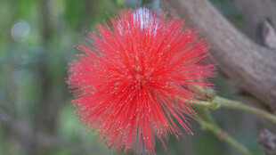 艳丽朱缨花绽放枝头