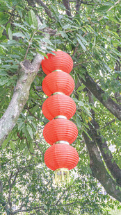 树上悬挂的串串红灯笼