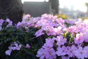 烂漫紫花绽放于晨光中