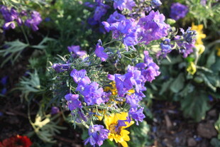 紫色花卉与黄色小花同框