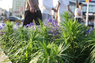 城市中绽放的紫色花卉