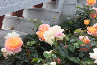 多彩娇艳的盛开玫瑰花